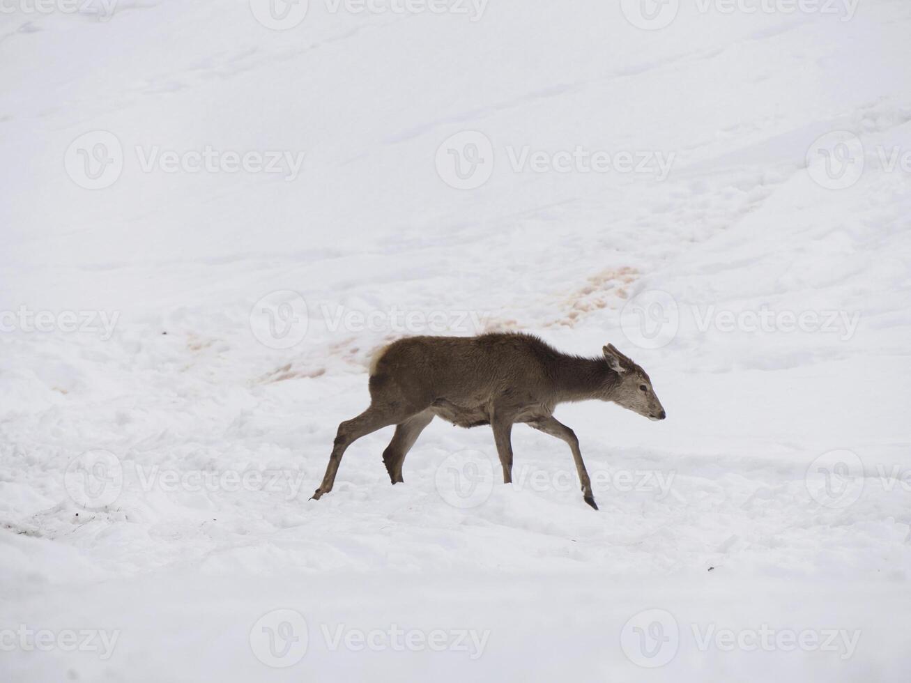 deer in the snow winter panorama landscape photo