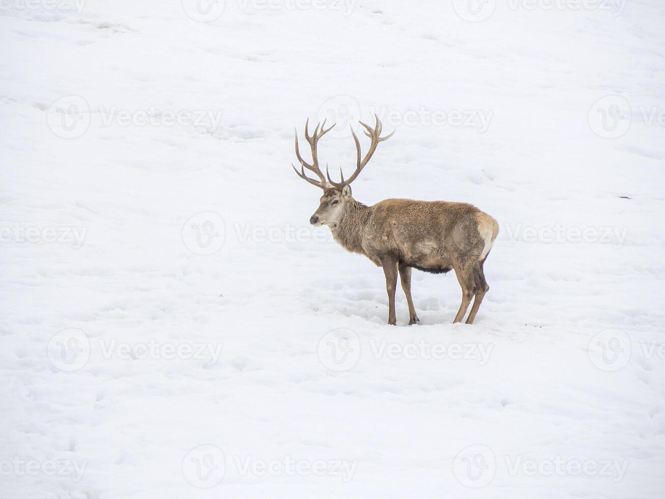 deer in the snow winter panorama landscape photo