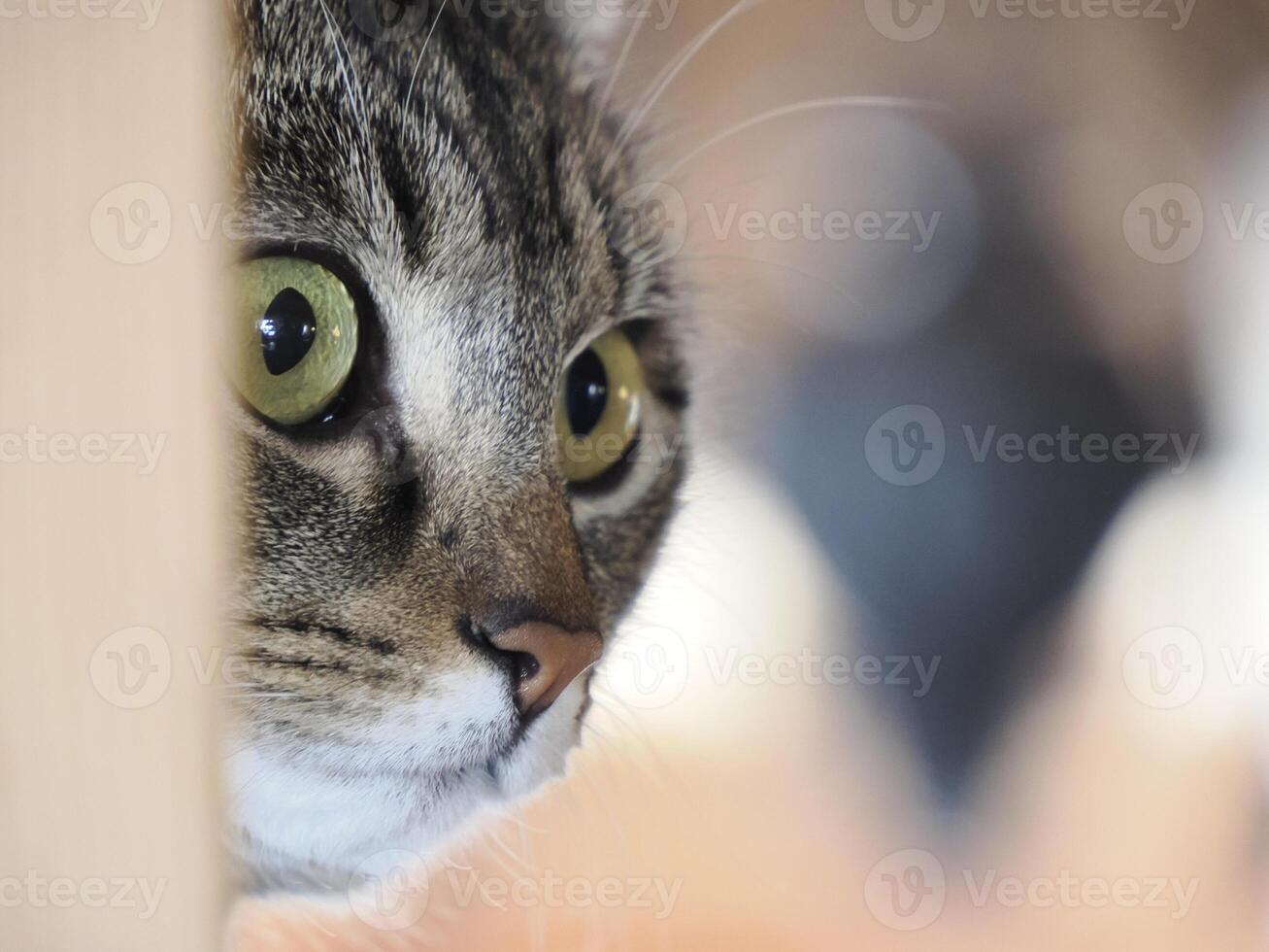 cat hiding on a bed photo