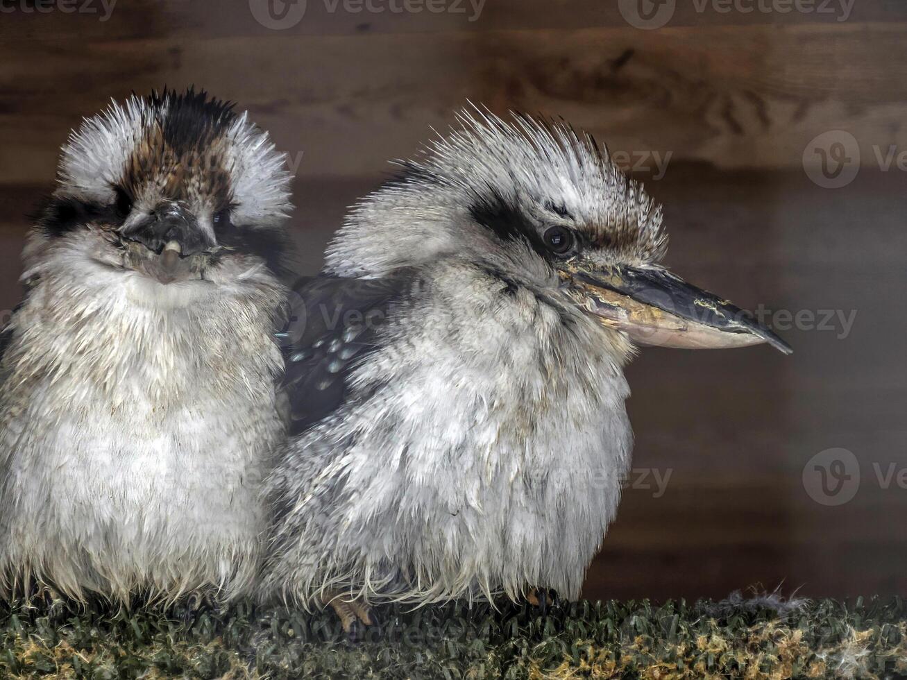 Kookaburra Pareja el australiano riendo pájaro foto