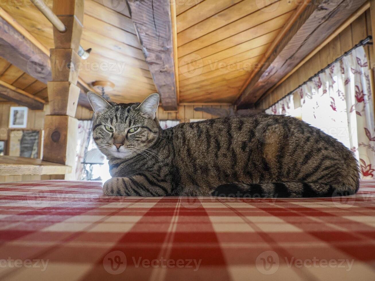 cat hiding on a bed photo