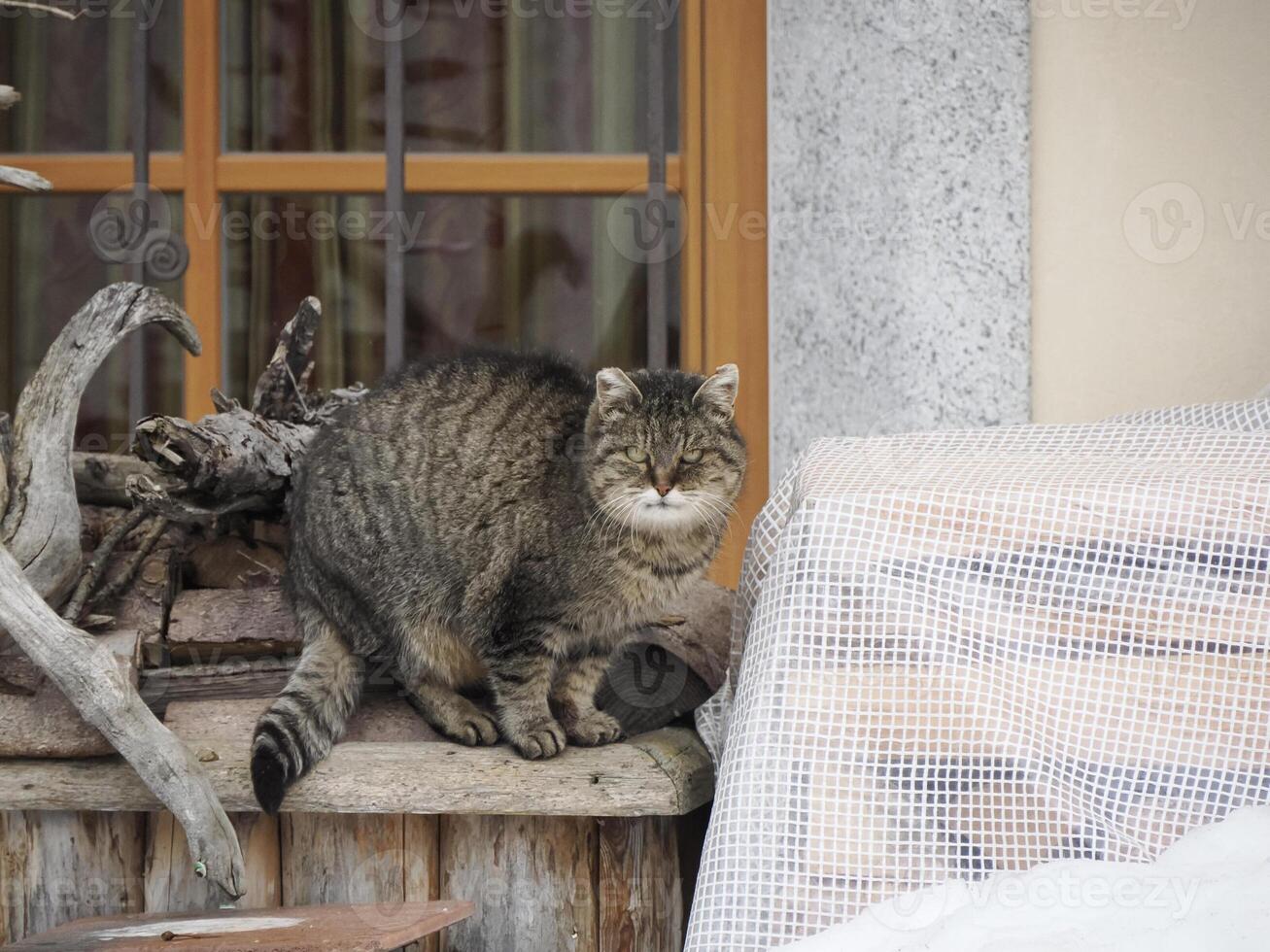 cat looking at you outside mountain house in trentino photo