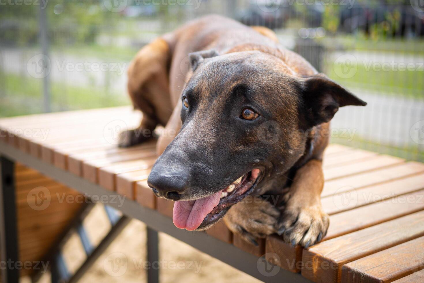 Portrait of a Belgian shepherd. photo