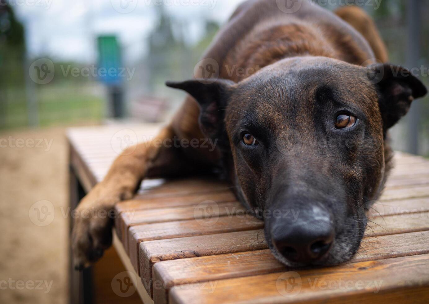 Portrait of a Belgian shepherd. photo