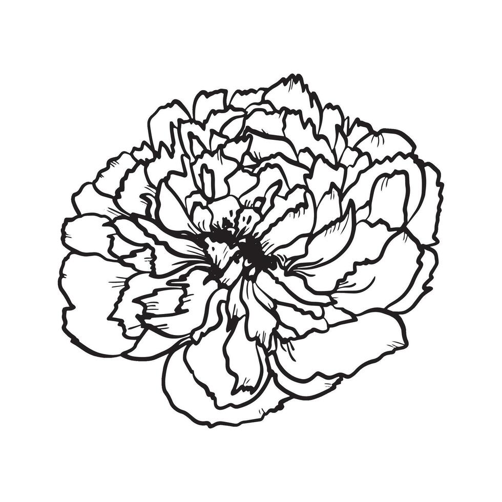 Flowers and Leaves. Hand-drawn graphics. Black and white design for packaging, postcards. vector