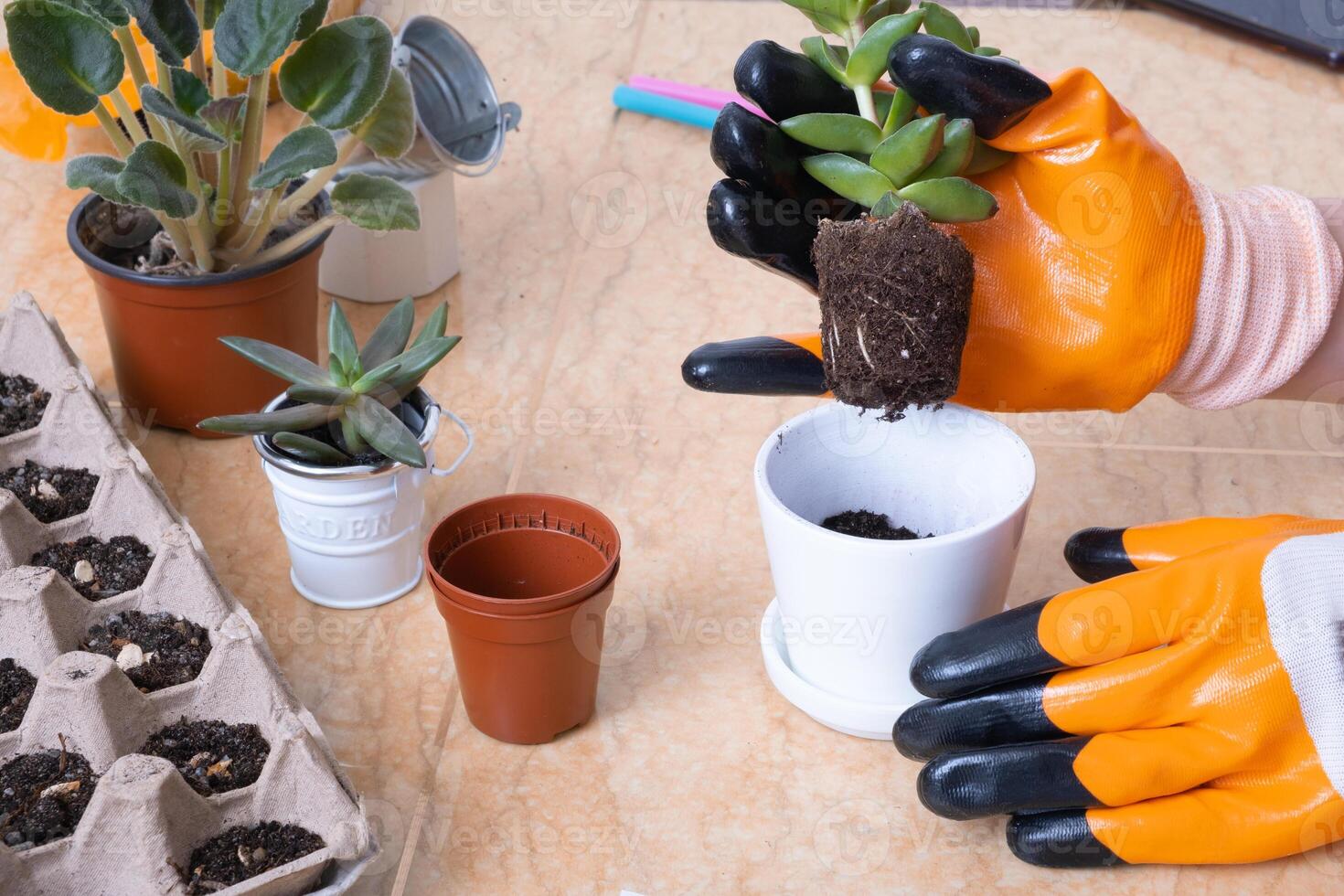 Process of home gardening. Hands in garden gloves planting succulents in new flower pots photo