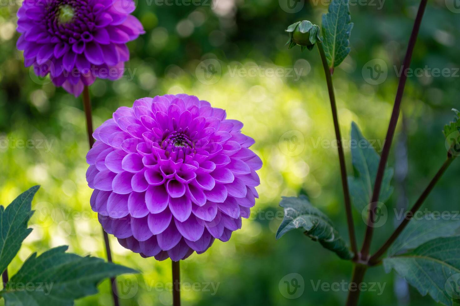 Purple dahlia flowers in the garden on a flowerbed close-up. photo