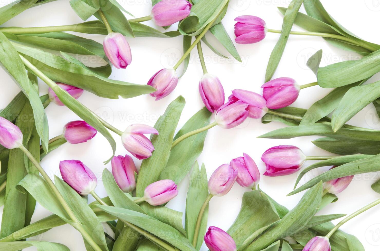 Spring flowers. Spring background. Greeting card for Valentine's Day Woman's Day and Mother's Day. photo