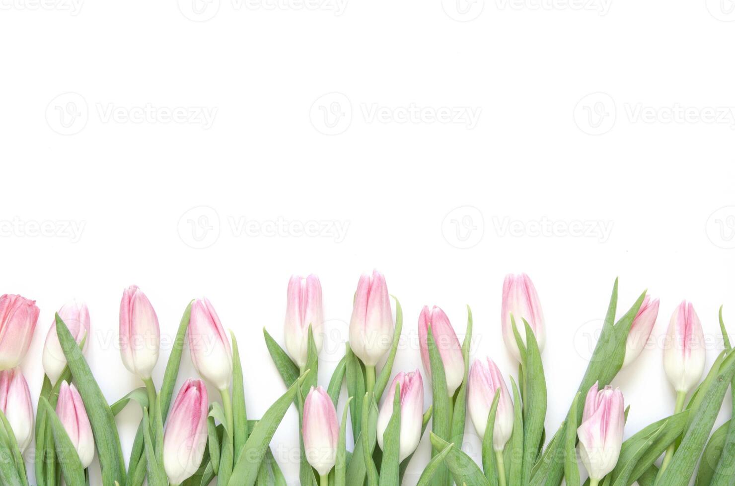 Floral background with tulips flowers on white background. Flat lay, top view. Lovely greeting card with tulips for Mothers day, wedding or happy event photo