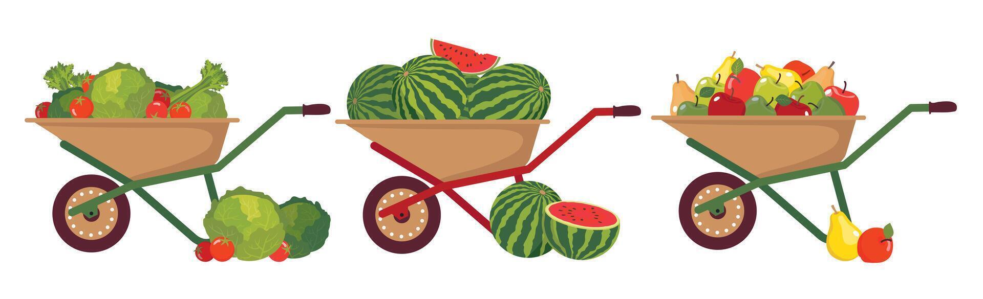 A set of carts for transporting the harvest of fruits and vegetables. Various fruits and vegetables in garden wheelbarrows. Carts with a harvest of pears, apples, watermelons, cabbage and carrots. vector