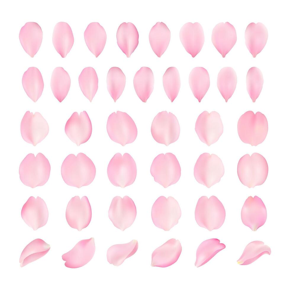 Vector template of sakura petal of various shapes on a white background. Realistic voluminous sakura petals. Close-up for romantic cards.