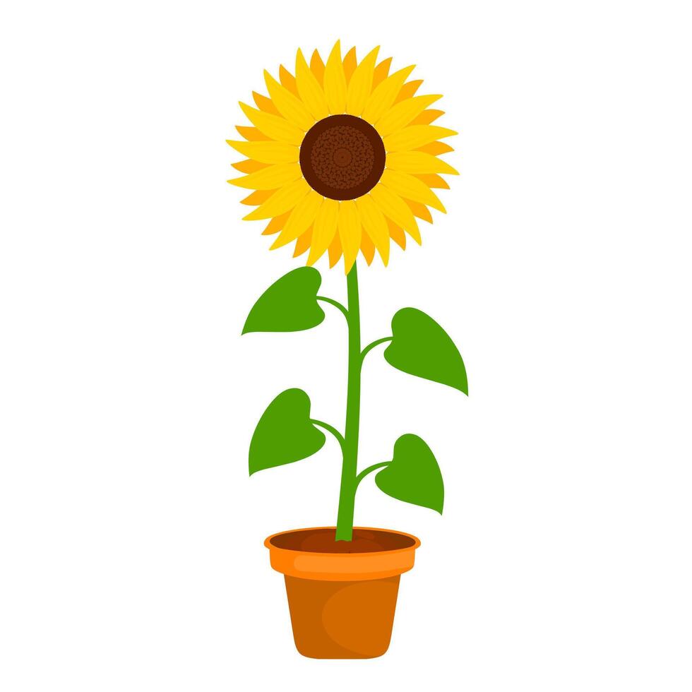 Vector illustration of sunflower in pot on white background. The flower petals bloom and are yellow. Suitable for home decoration and ornamental plants.