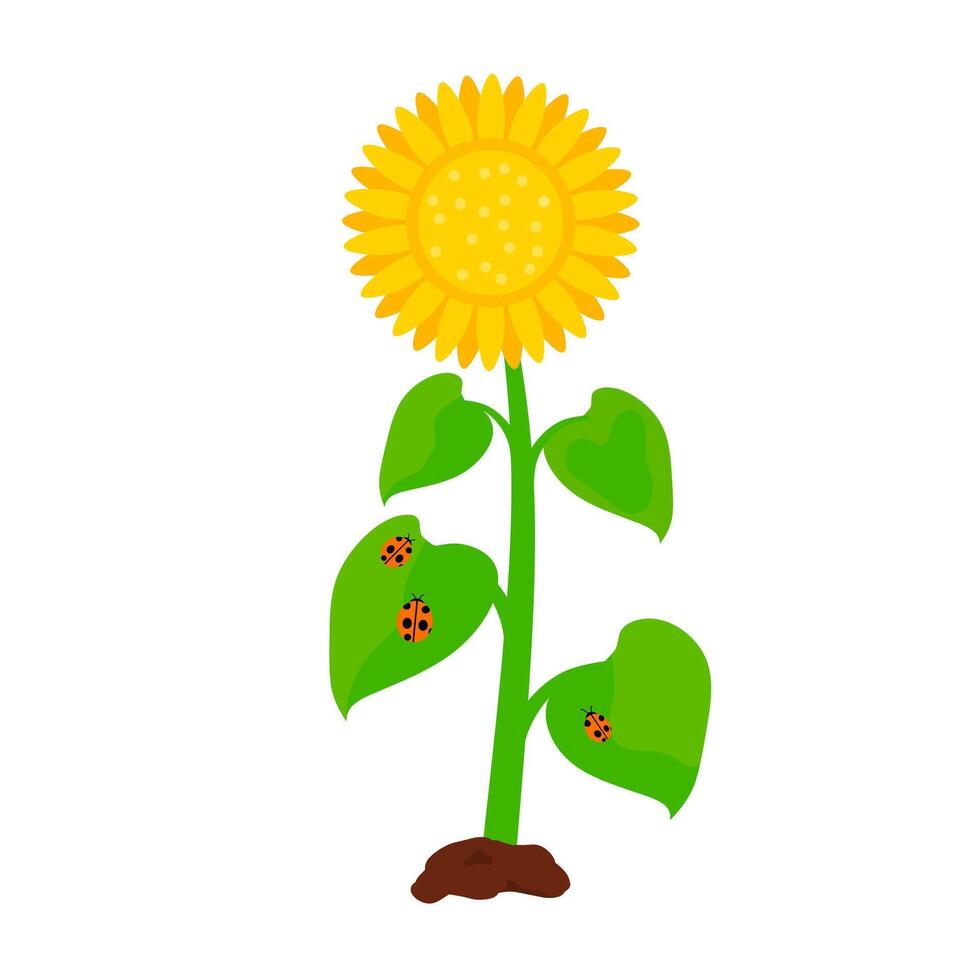 Vector illustration of a sunflower with a lady bug perched on its leaf. Flowers with blooming petals and different sizes isolated on white background. Suitable for spring and summer designs.