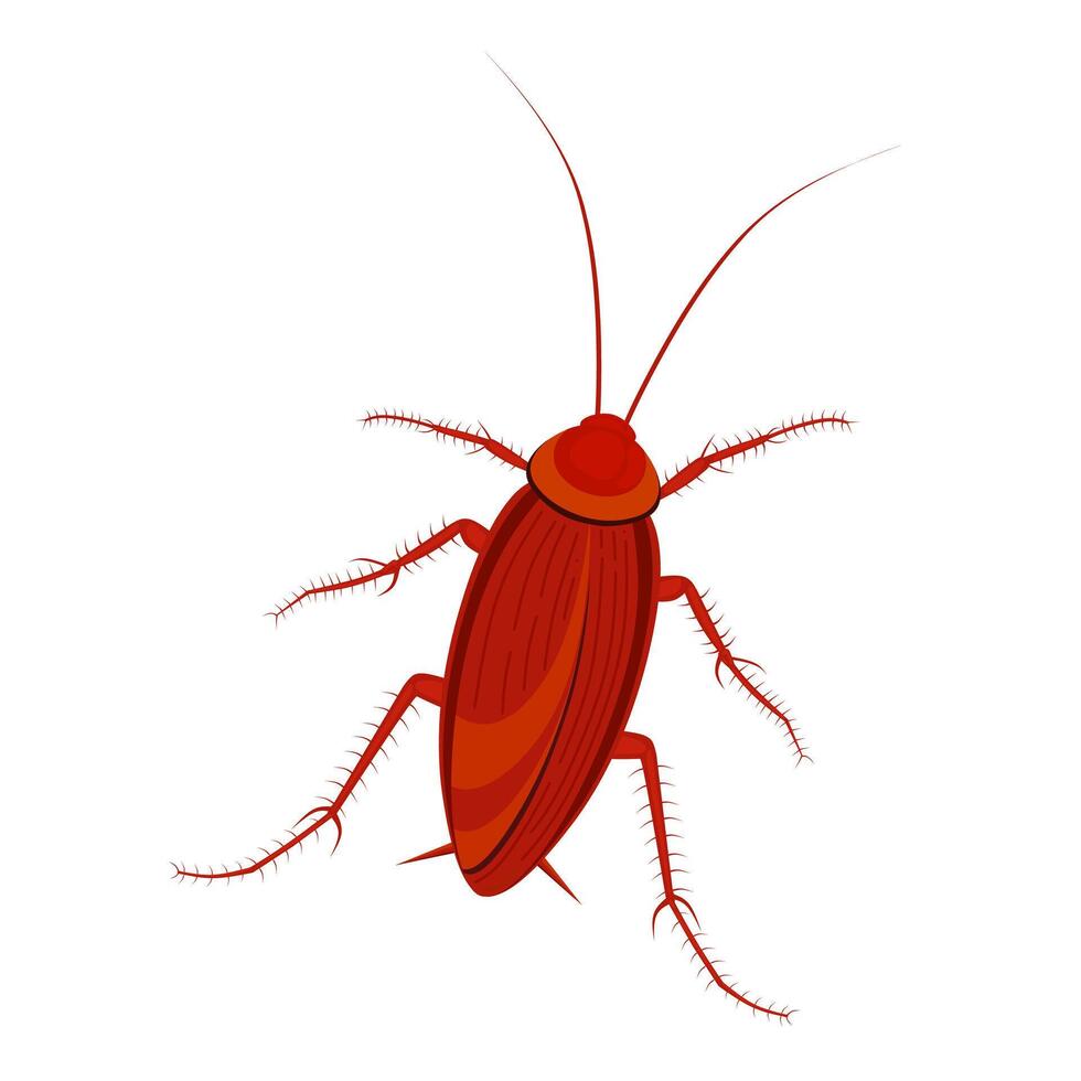 Cockroach vector illustration isolated on white background. Top view of pest insects. Dirty and dangerous insects.