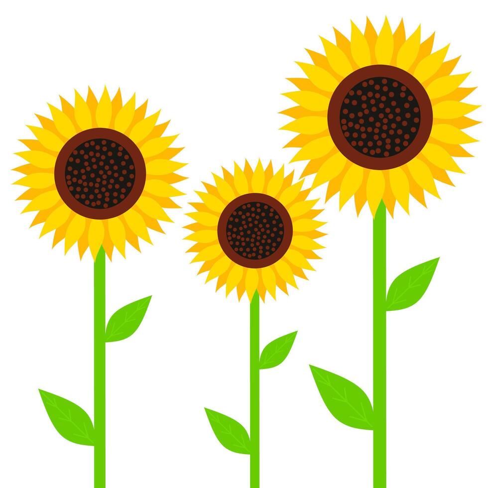 Yellow sunflower with green leaves isolated on white background. A good ornamental plant to plant in your yard. Vector illustration