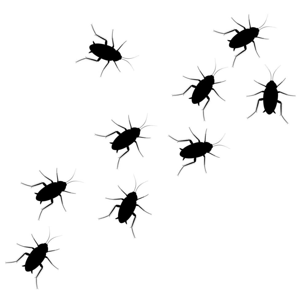 Vector silhouette of a group of cockroach insects on a white background. Dirty and very dangerous pest insects walk together.