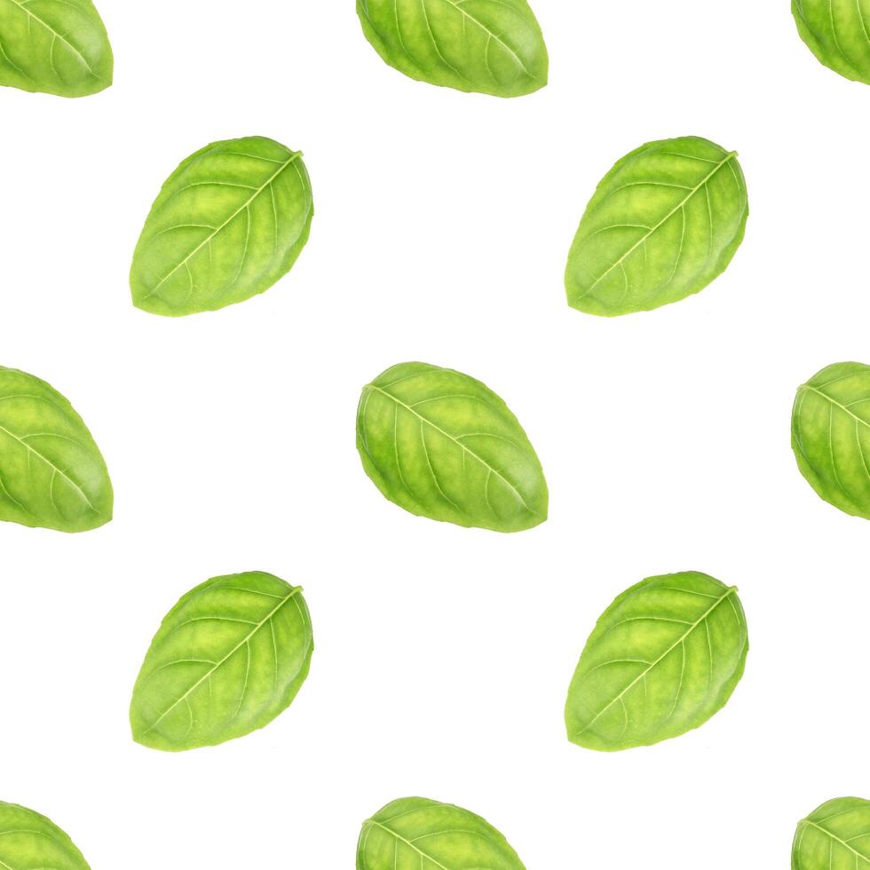 Basil leaf seamless pattern photo
