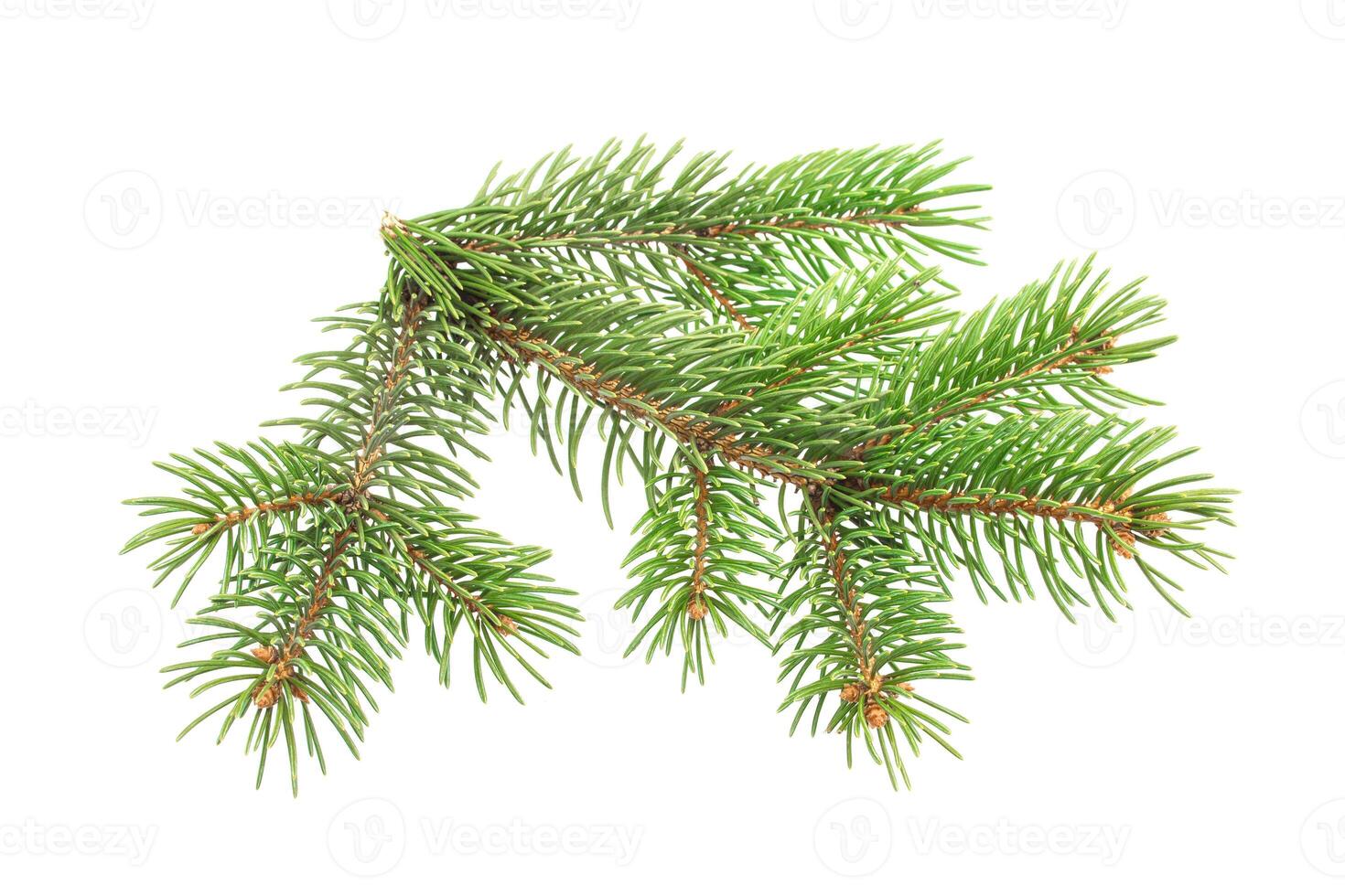 Fir tree branch isolated on white background photo