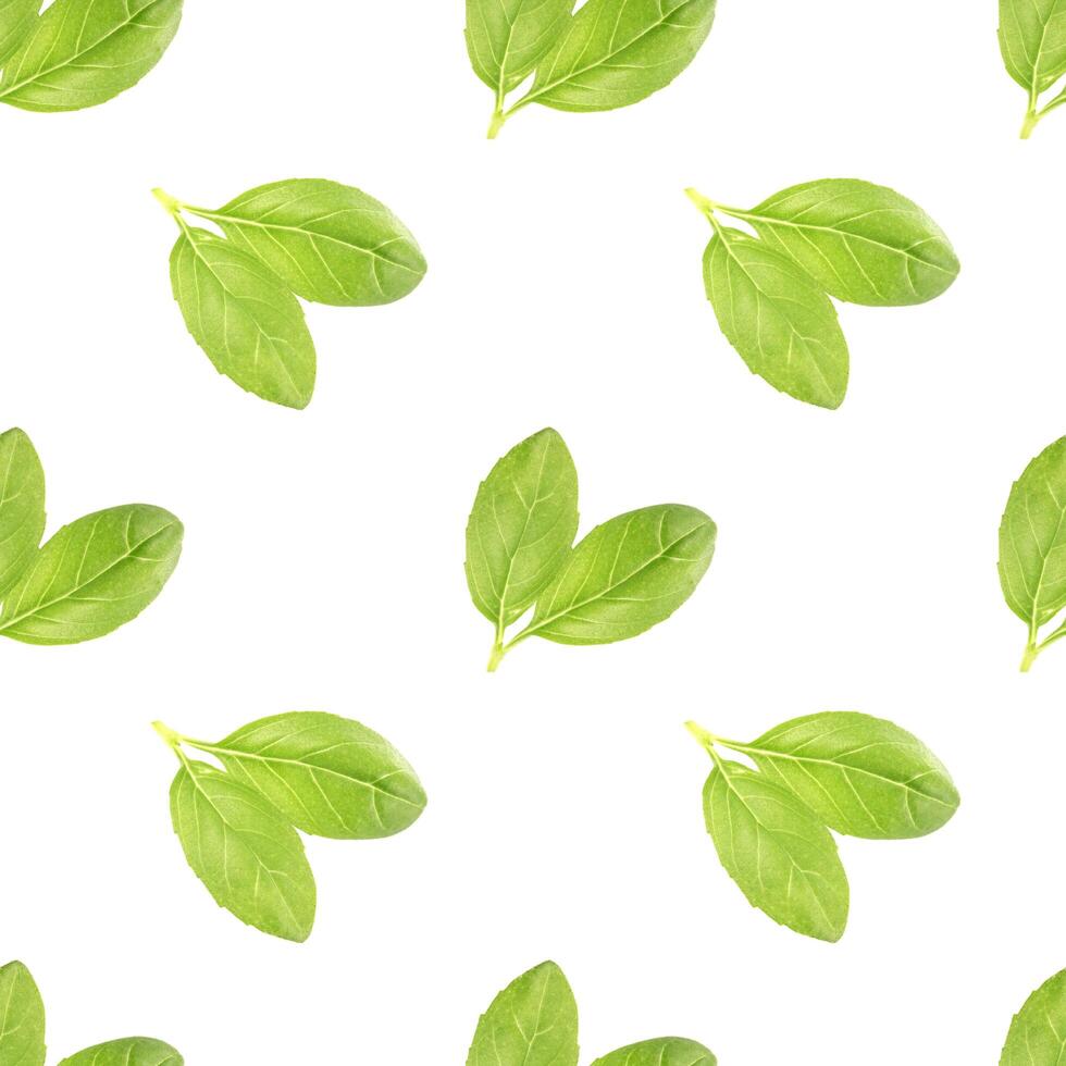 Basil leaf seamless pattern photo