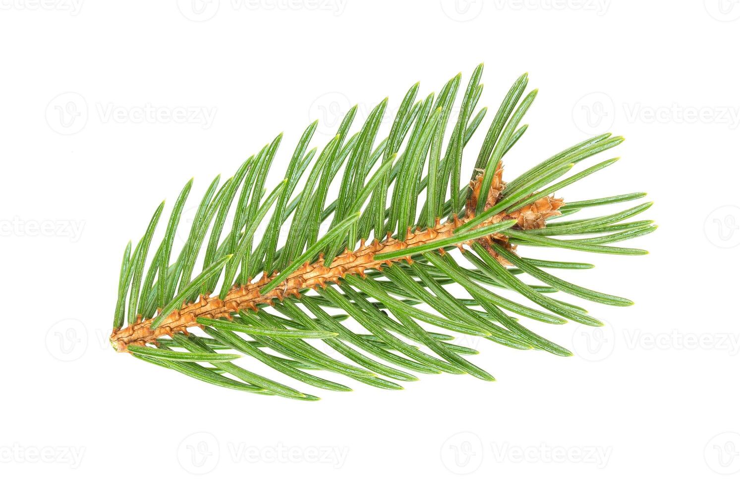 Fir tree branch isolated on white background photo