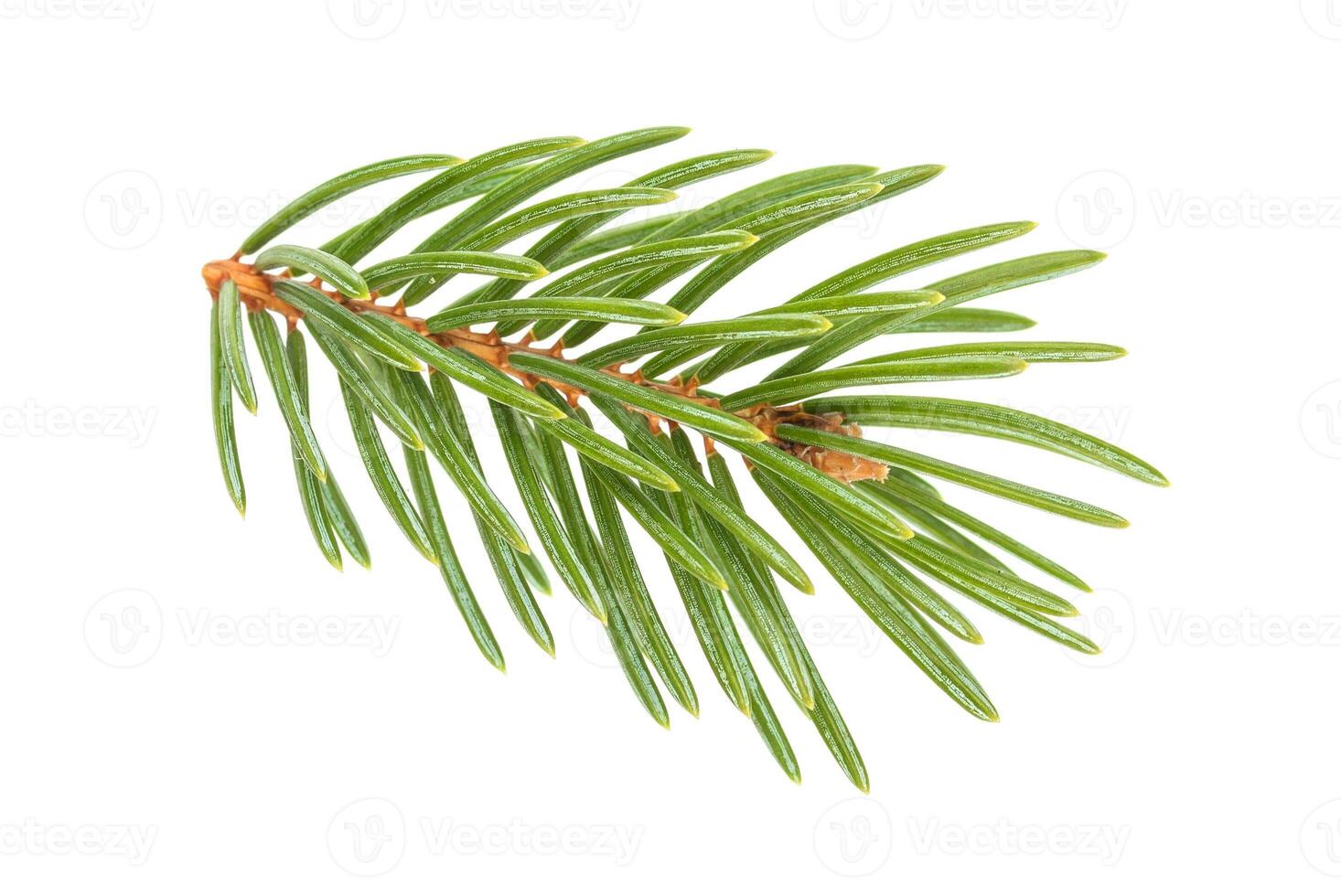 Close-up of Christmas tree branches isolated on white background photo
