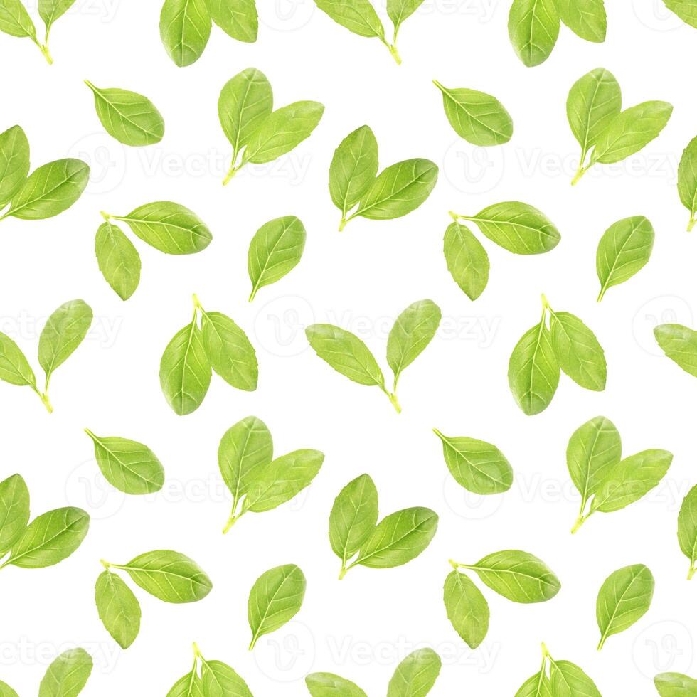 Basil leaf herb seamless pattern photo