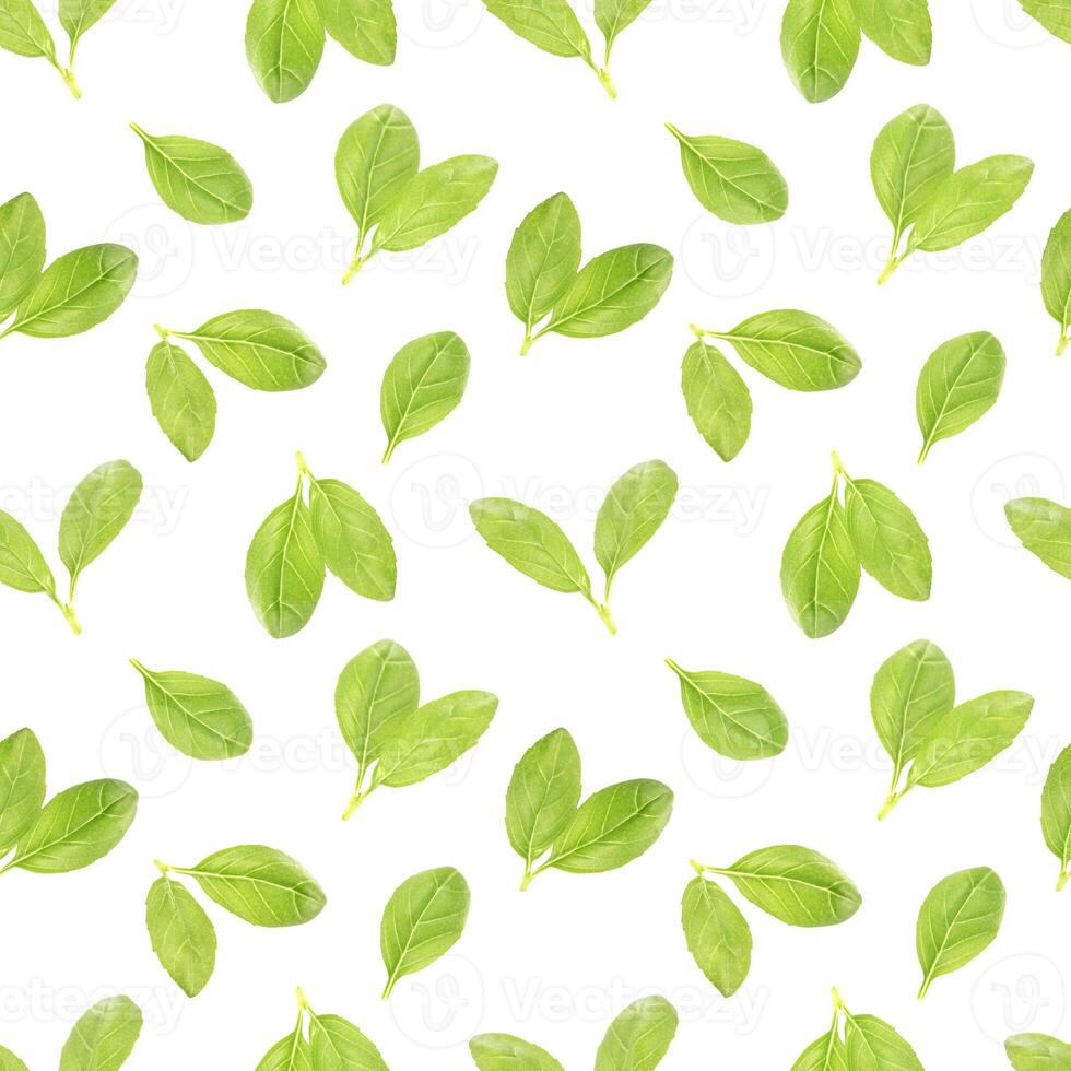 Basil leaf herb seamless pattern photo