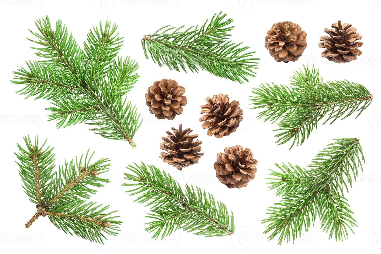 Fir tree branch and pine cones isolated on white background photo