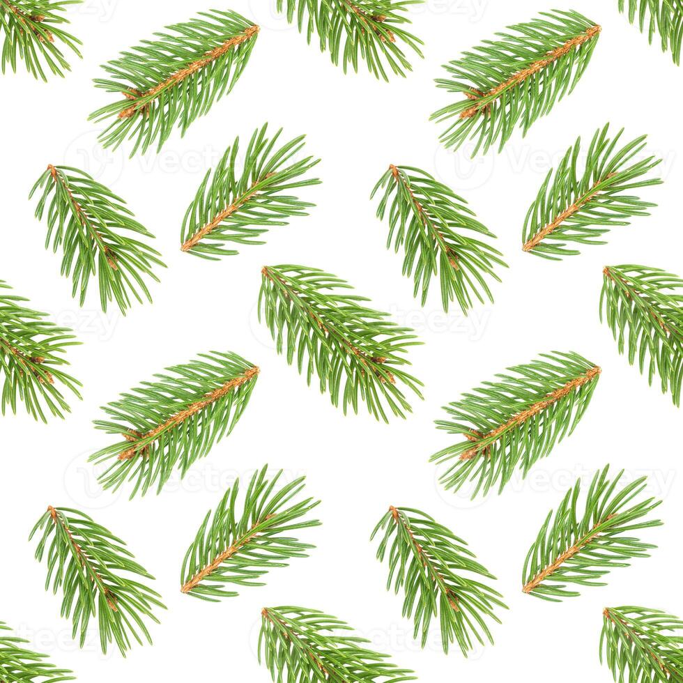 Seamless pattern of fir tree branches on white photo