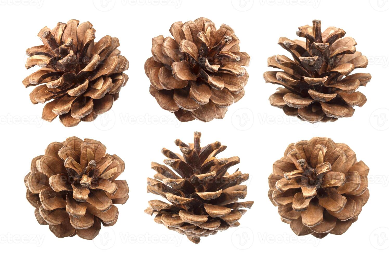 Pine cones isolated on a white background, with clipping path photo