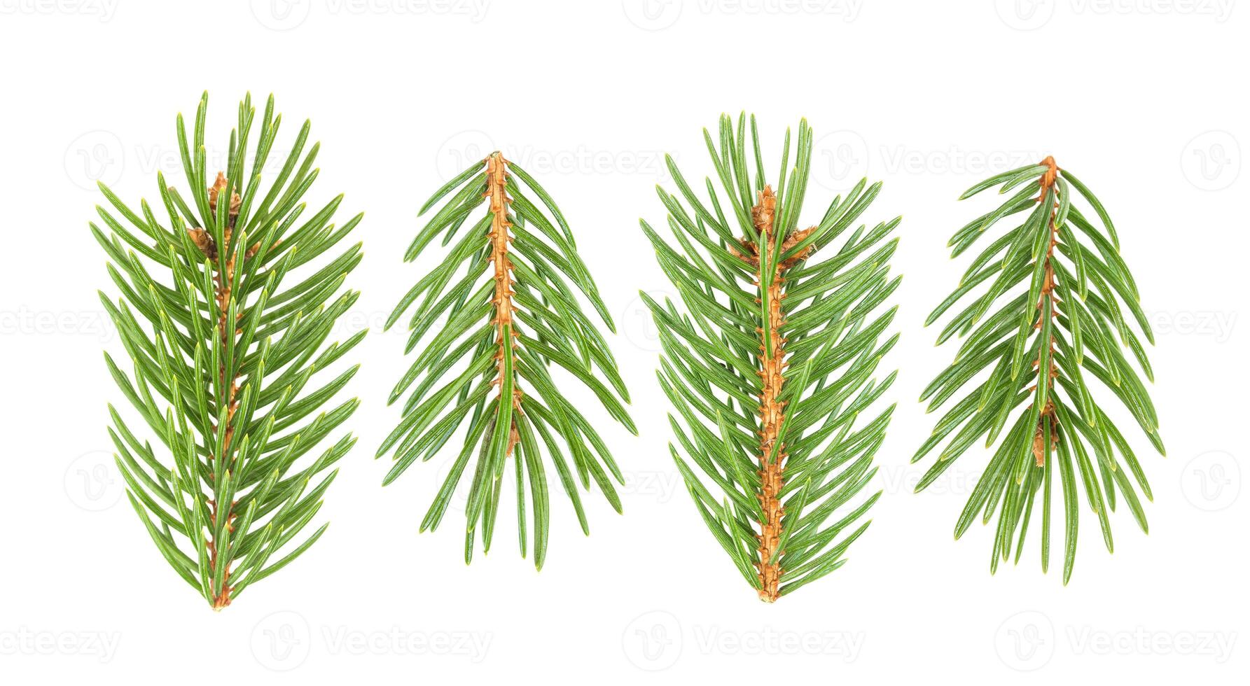 Fir tree branch isolated on white background photo