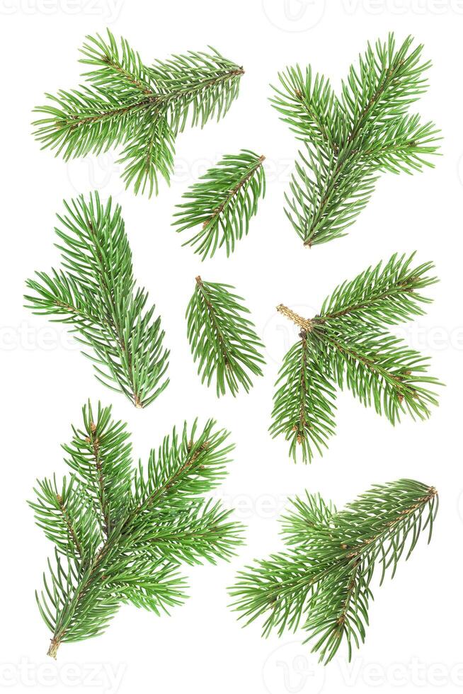 Fir tree branch isolated on white background photo