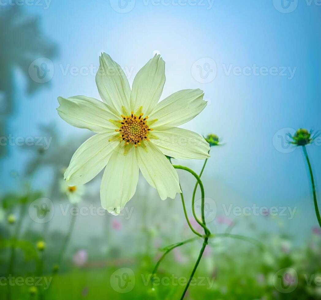 Beautiful blooming flower in garden photo