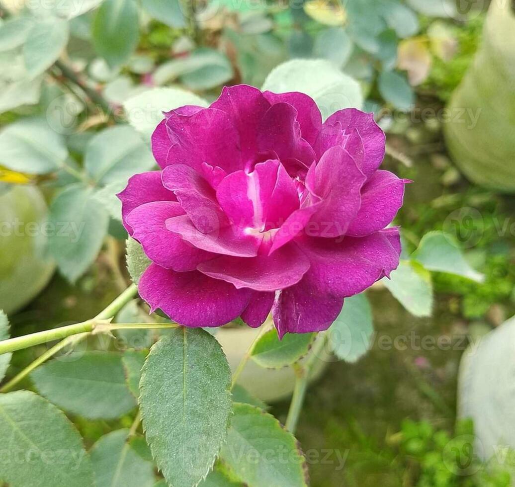 hermosa floreciente flor en jardín foto