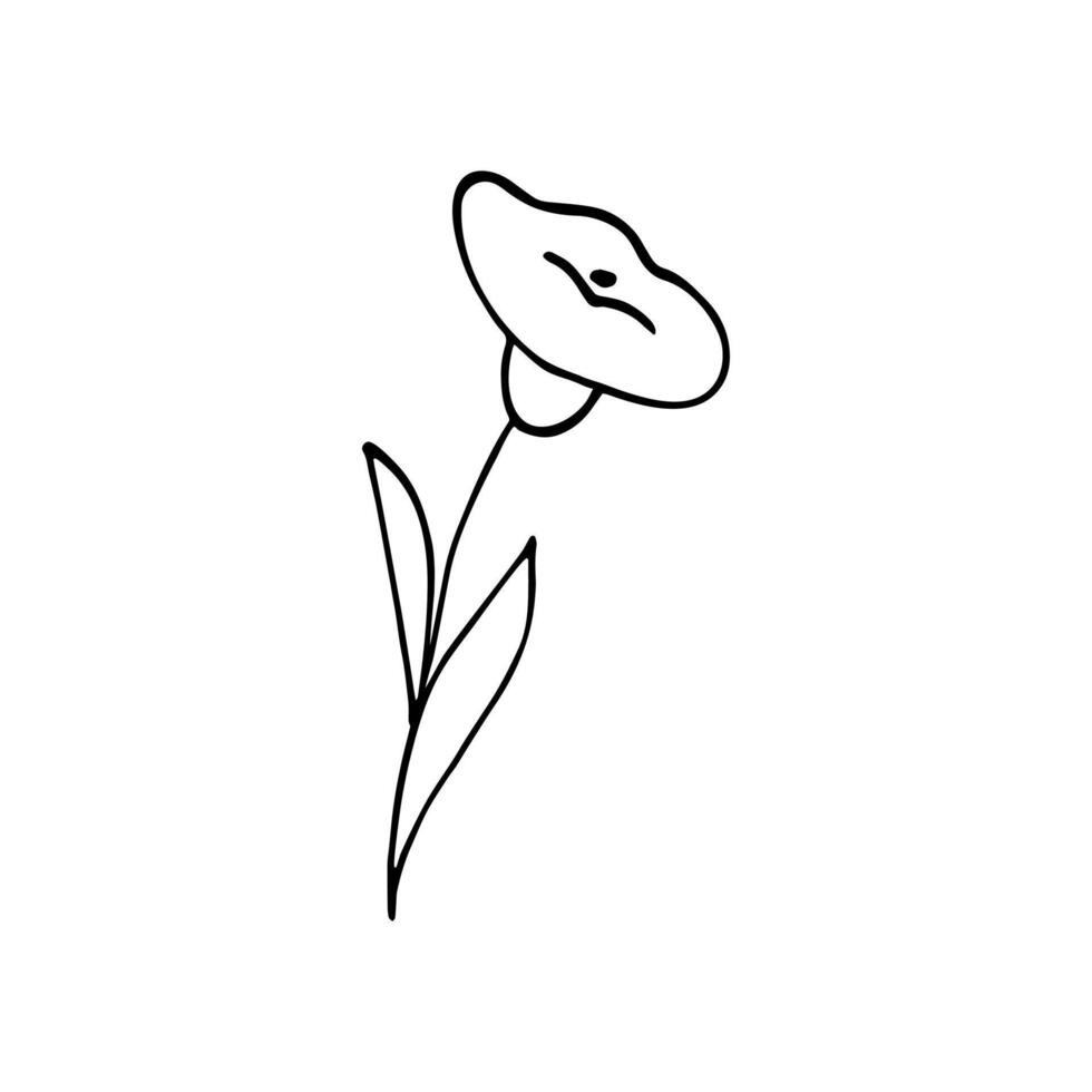 dibujado a mano floral vector ilustración. vector botánico ilustración aislado en blanco antecedentes. floral bosquejo.