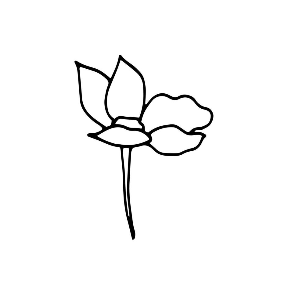 Hand-drawn Single spring flower. Botanical element for design, postcard, print, decor, sticker.Vector simple illustration. vector