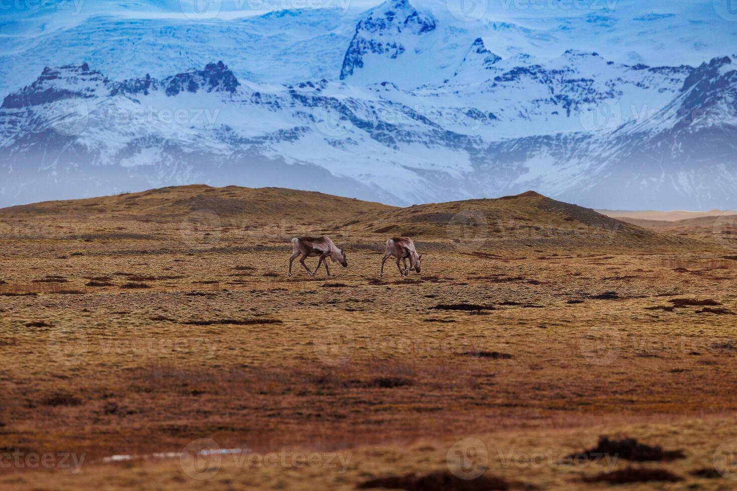 Majestic fields in icelandic highlands with animals and snow covered mountain chains, scandinavian arctic wildlife on countryside scenic route. Beautiful wild mooses in iceland. photo