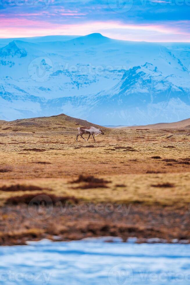 Arctic fauna seen on nordic frozen fields with colored sky and snow covered peaks, polar scandinavian scenery. Spectacular group of mooses on highland roadside in iceland, fantastic fauna. photo