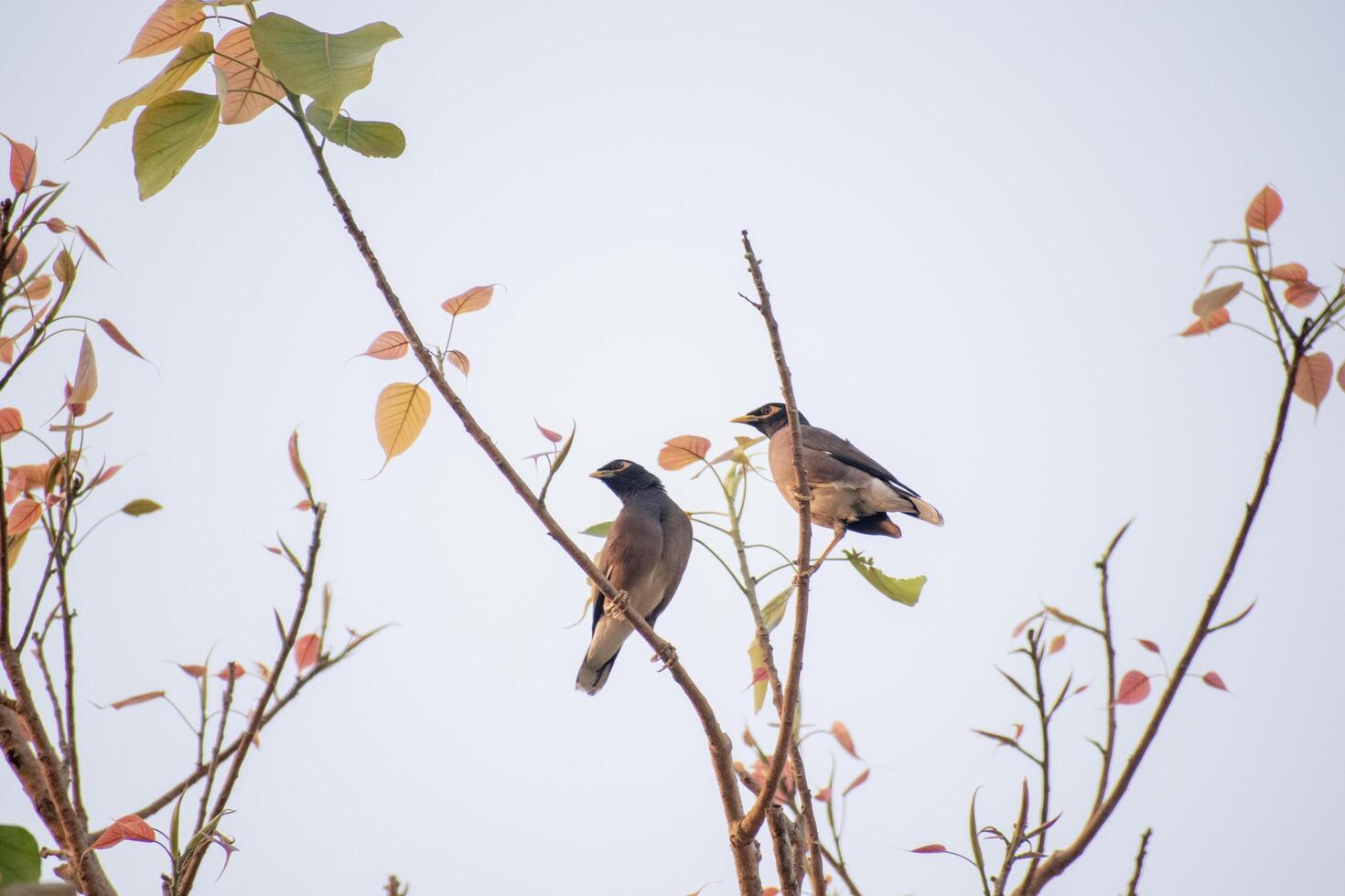 pair of birds photo