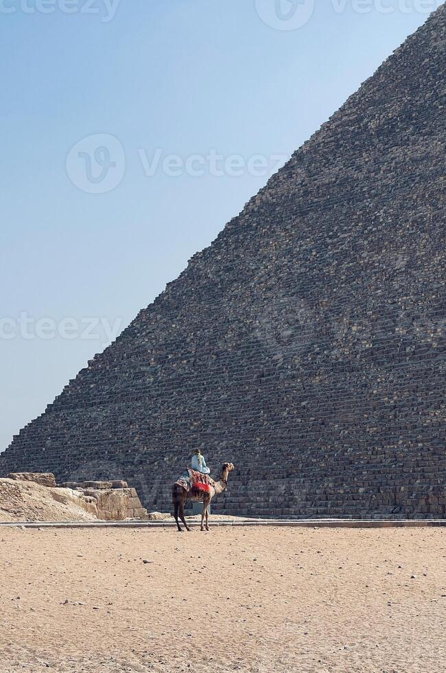 Camel, rider at Giza photo