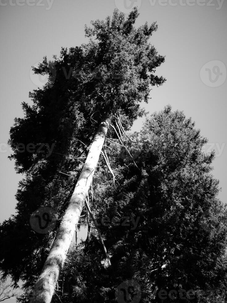 Black and white image of an evergreen tree photo