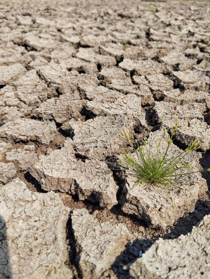 Dry cracked soil texture and background of ground photo