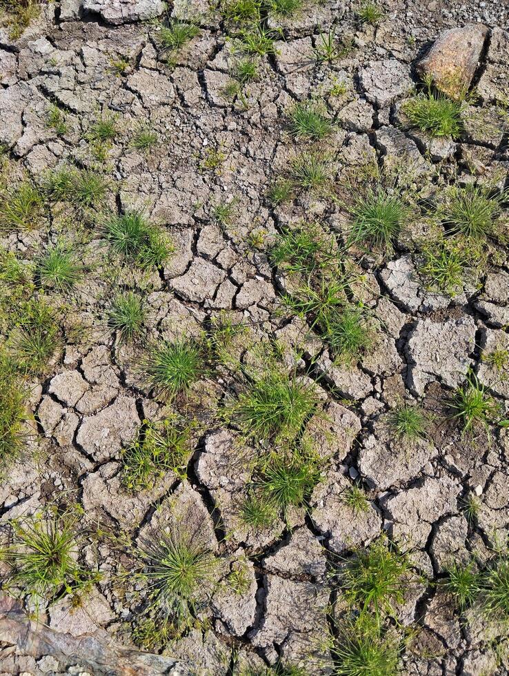 Top view of the dry field with some small green plants photo