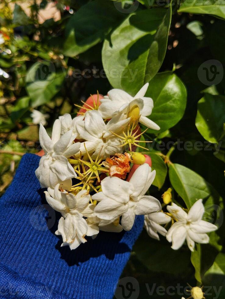 A woman is holding a jasmine flower in her hand. photo