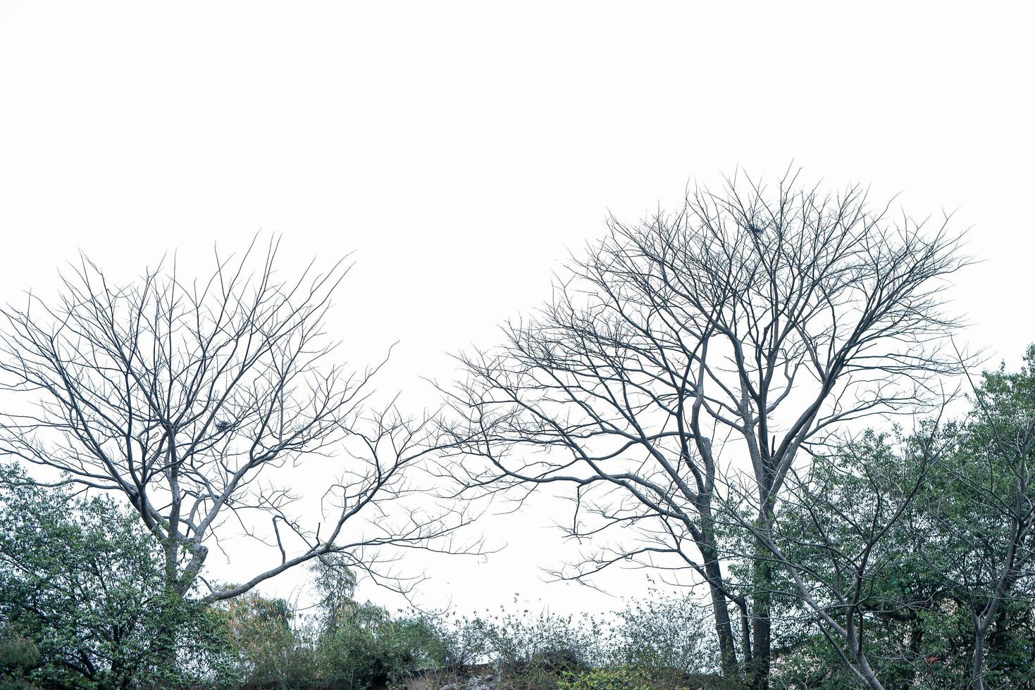 Dry tree without leaves photo