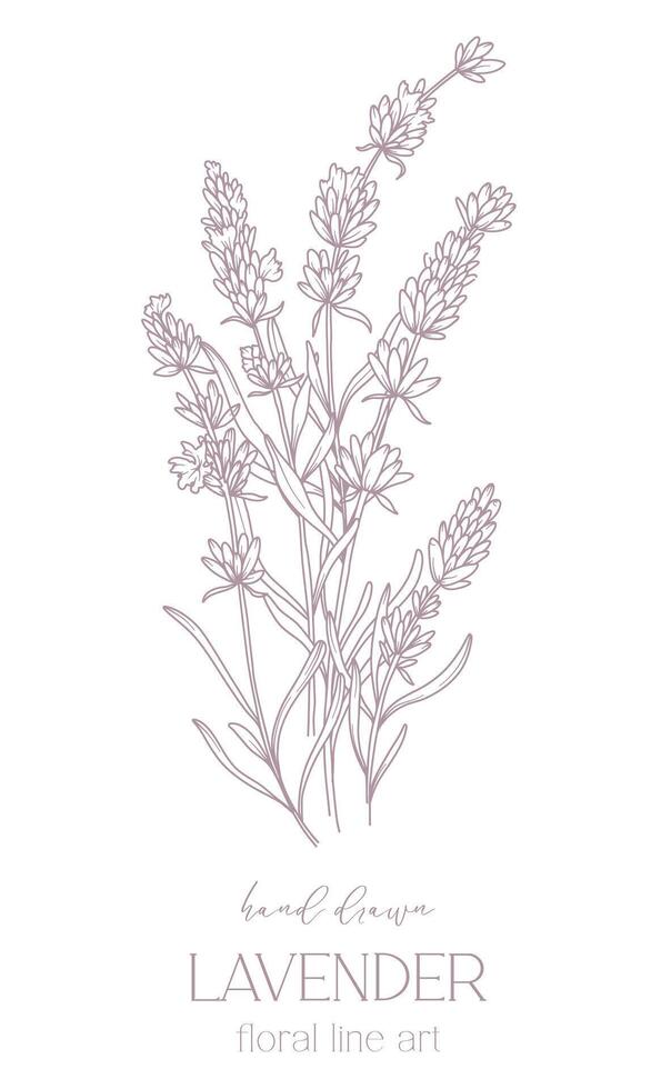 Lavender Line Drawing. Black and white Floral Bouquets. Flower Coloring Page. Floral Line Art. Fine Line Lavender illustration. Hand Drawn flowers. Botanical Coloring. Wedding invitation flowers vector