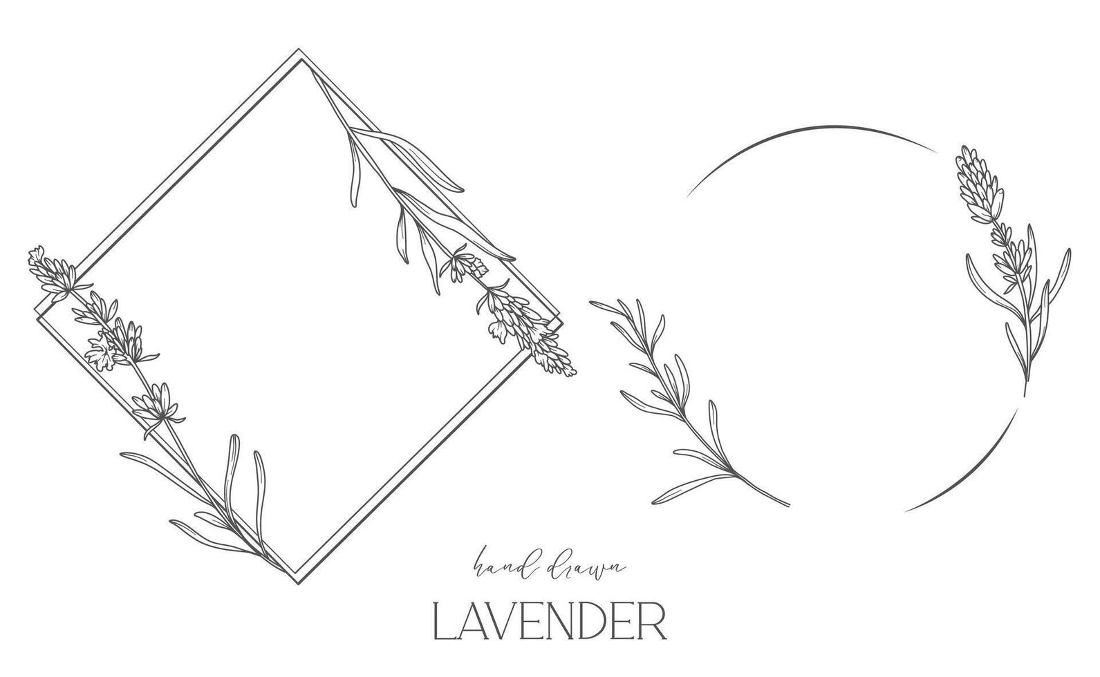 Lavender Line Drawing. Black and white Floral Frames. Floral Line Art. Fine Line Lavender illustration. Hand Drawn Outline flowers. Botanical Coloring Page. Wedding invitation flowers vector