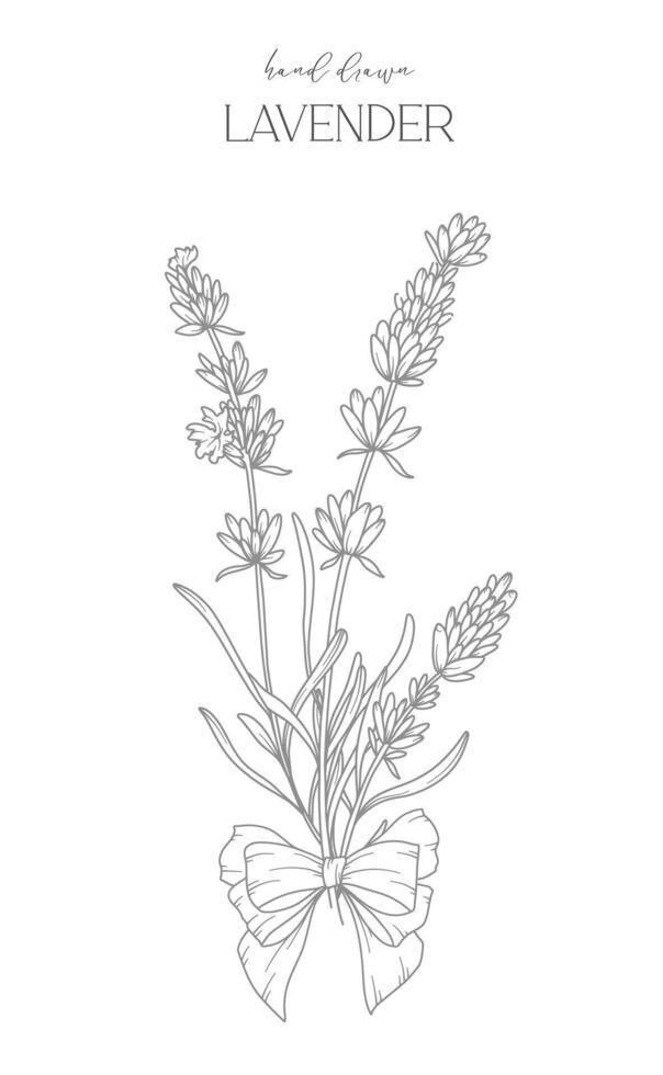 lavanda línea dibujo. negro y blanco floral marcos floral línea Arte. multa línea lavanda ilustración. mano dibujado contorno flores botánico colorante página. Boda invitación flores vector