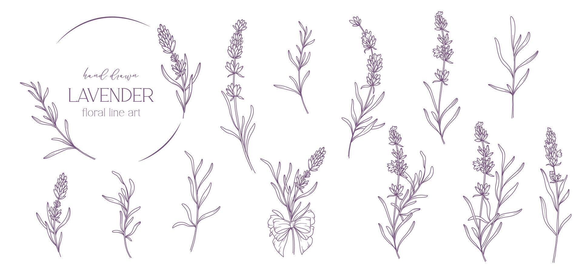 Lavender Line Drawing. Black and white Floral Bouquets. Flower Coloring Page. Floral Line Art. Fine Line Lavender illustration. Hand Drawn flowers. Botanical Coloring. Wedding invitation flowers vector