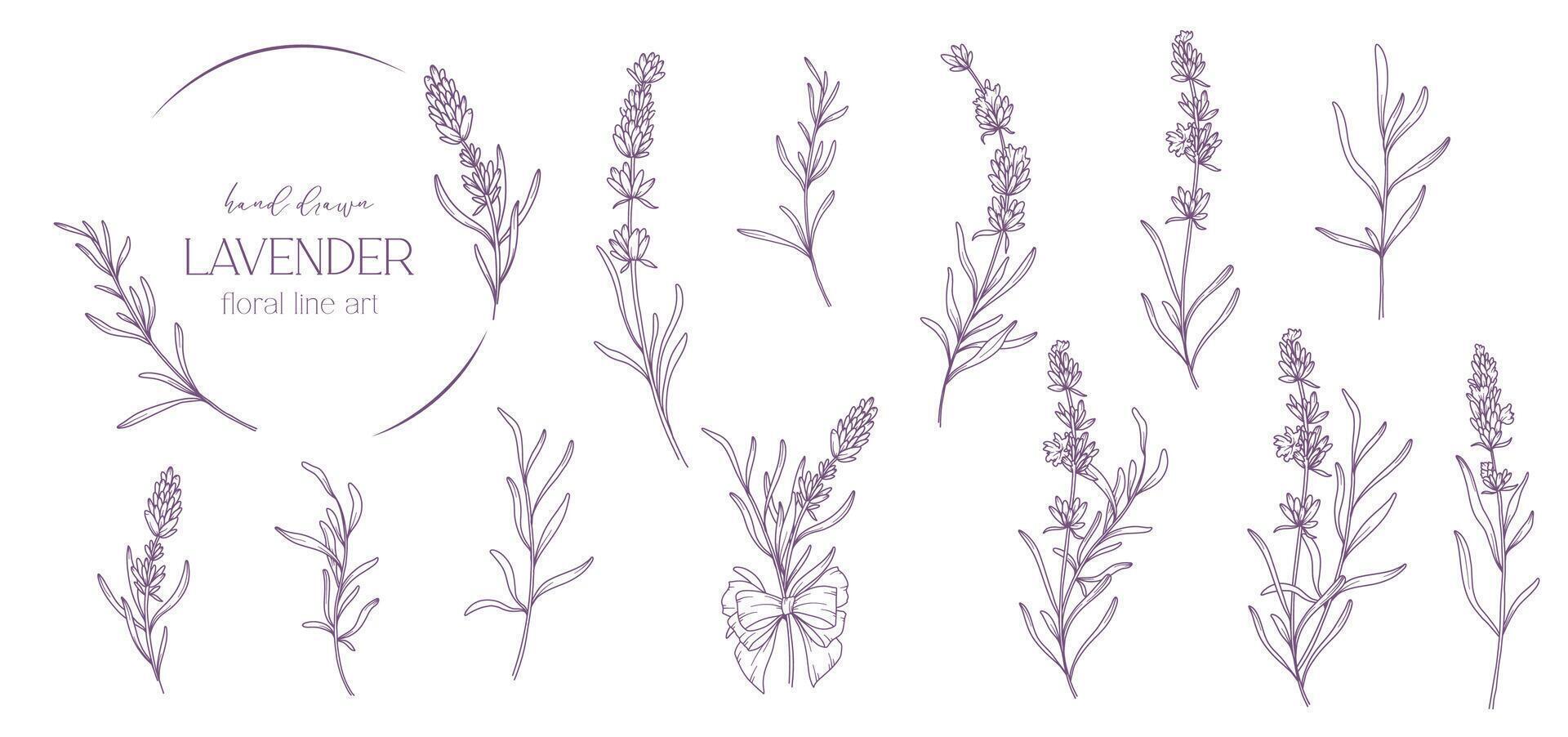 lavanda línea dibujo. negro y blanco floral ramos de flores flor colorante página. floral línea Arte. multa línea lavanda ilustración. mano dibujado flores botánico colorante. Boda invitación flores vector